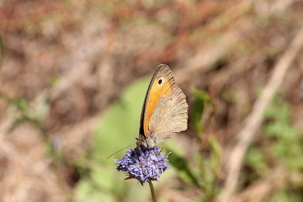 Forse Maniola jurtina